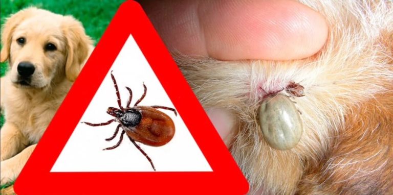 Клещи у животных - Паразиты в организме человека