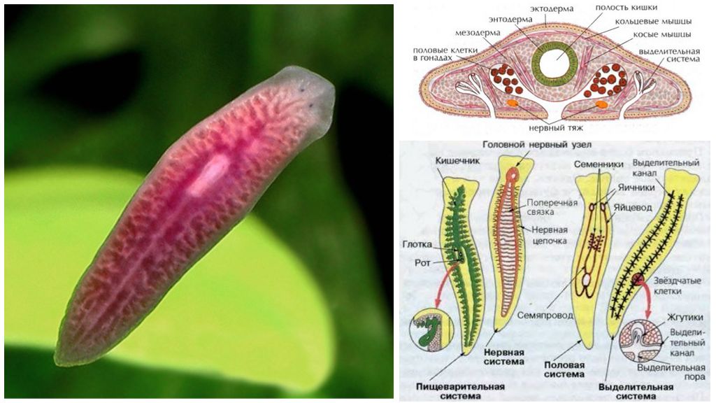 Плоские черви наличие полости. Молочная планария это плоский червь. Плоский червь белая планария. Внутреннее строение ресничных червей. Внешнее строение молочной планарии.