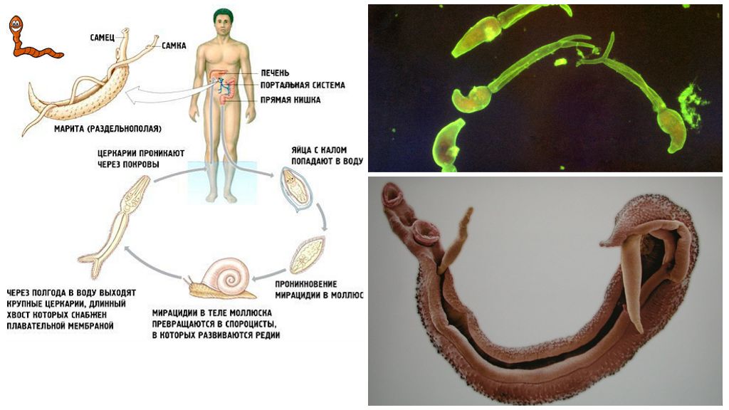 Жизненный цикл шистосомы. Шистосома Мансони жизненный цикл. Шистосома кровяная жизненный цикл. Шистосомы жизненный цикл биология. Schistosoma haematobium цикл развития.