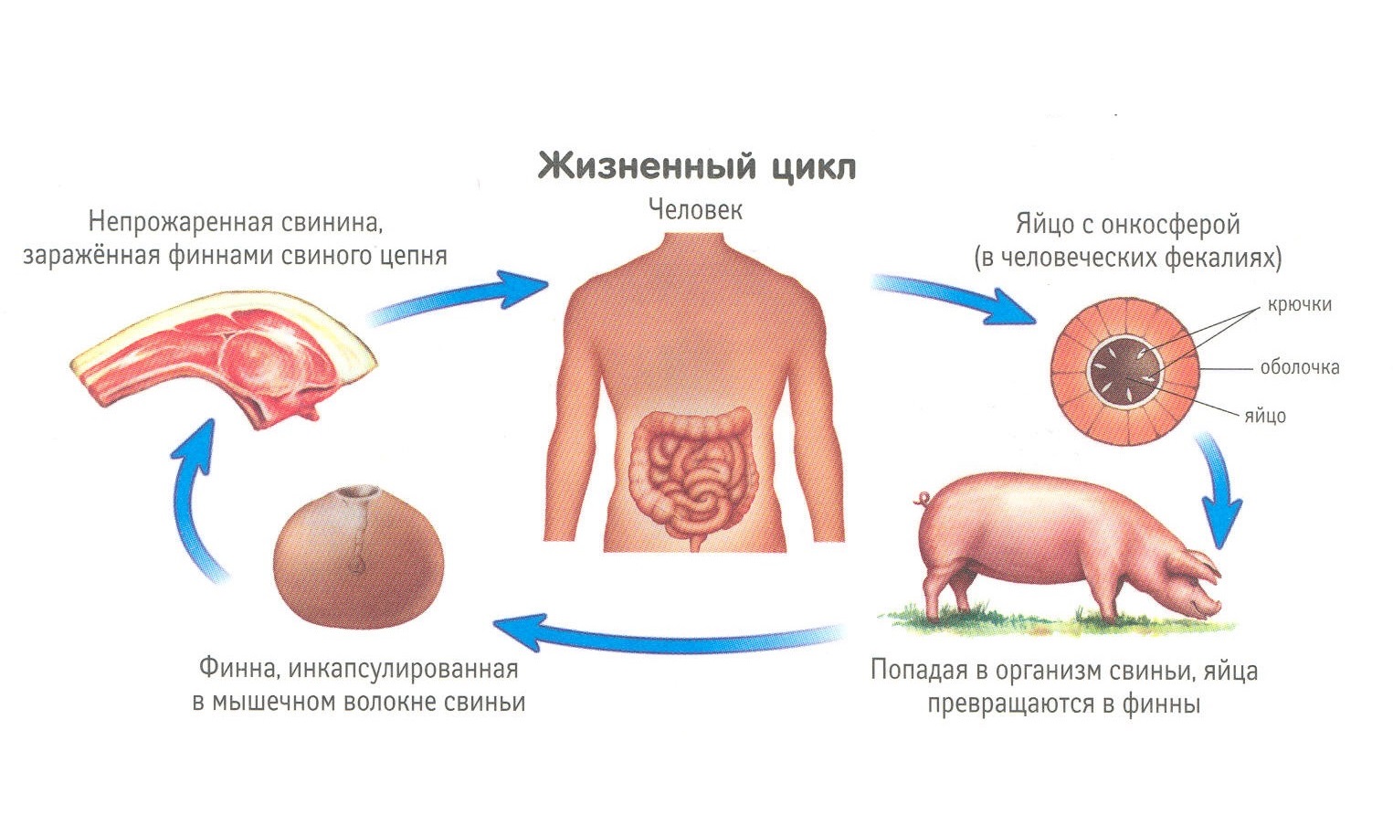 Цикл развития свиного солитера схема